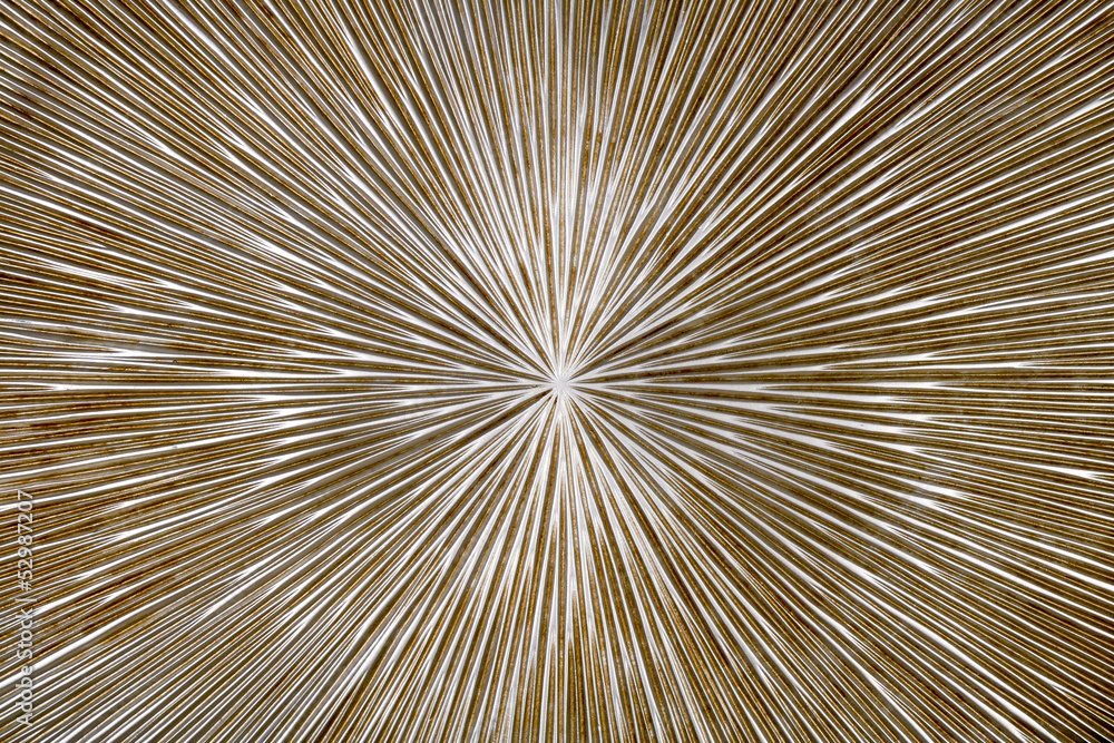 Obraz premium Radial background