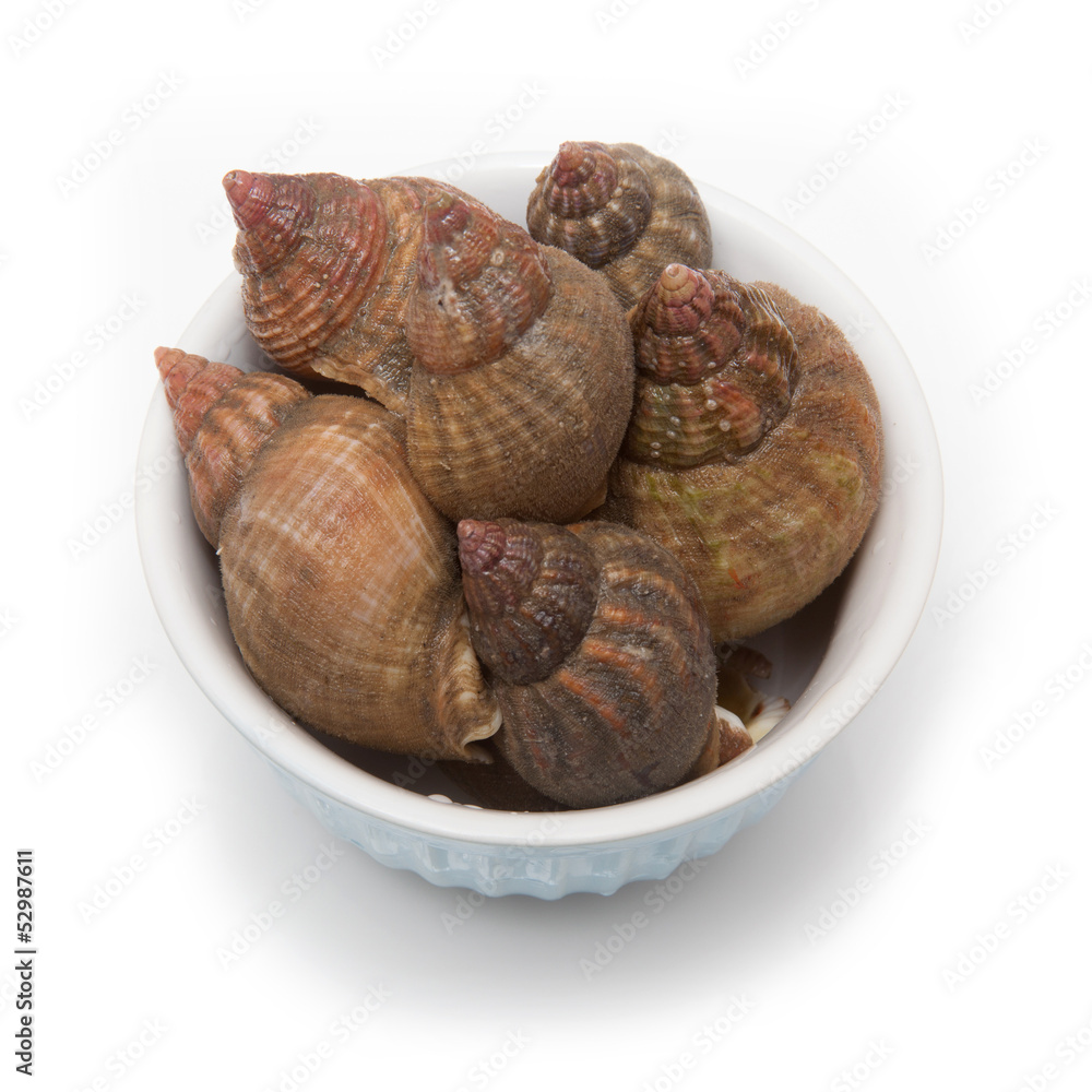 Whelks isolated on a white studio background. Whelks isolated on a white studio background.