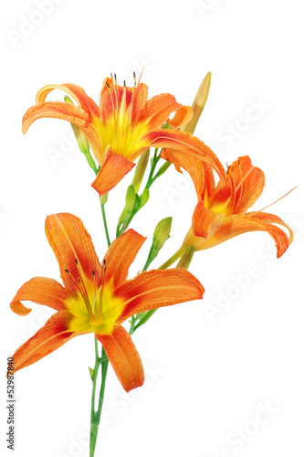 Fototapeta Naklejka Na Ścianę i Meble -  Tiger lilies on white background. Isolated