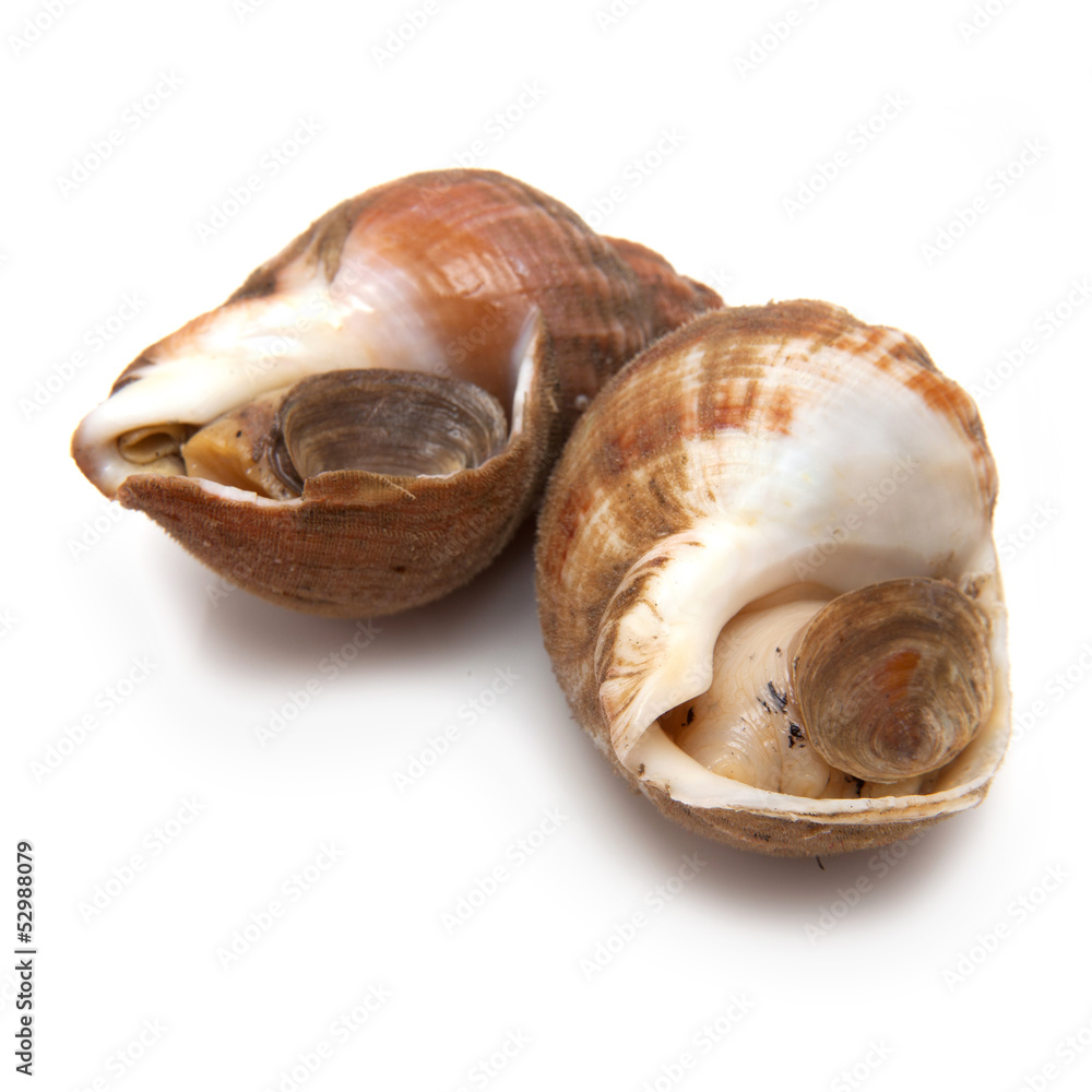 Whelks isolated on a white studio background. Whelks isolated on a white studio background.