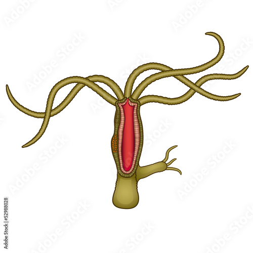 Hydra Anatomy Fresh Water Micro Animal