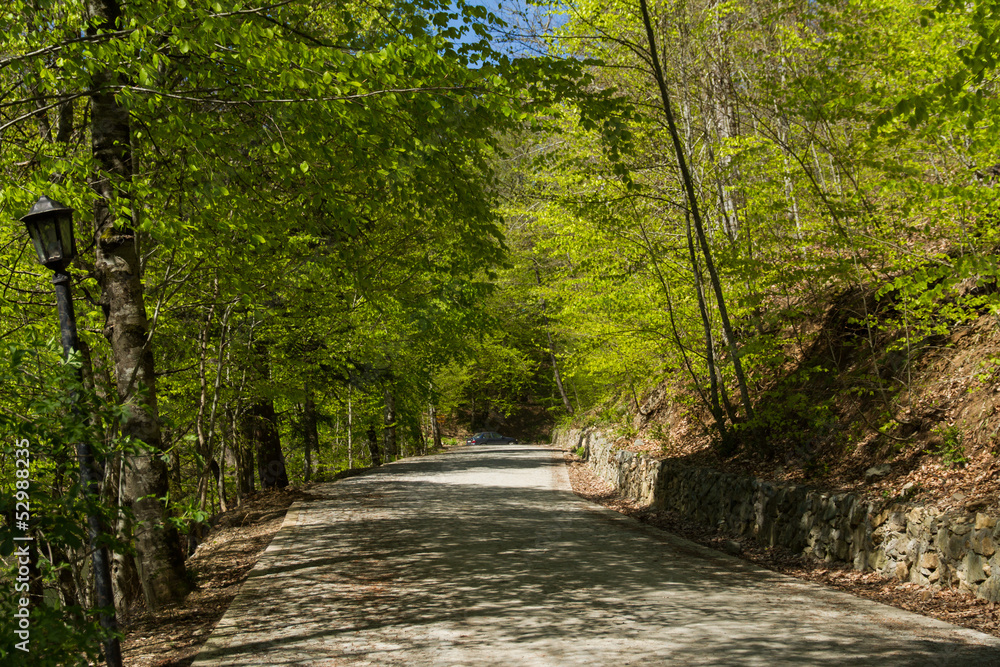 Road in Forest Road in Forest