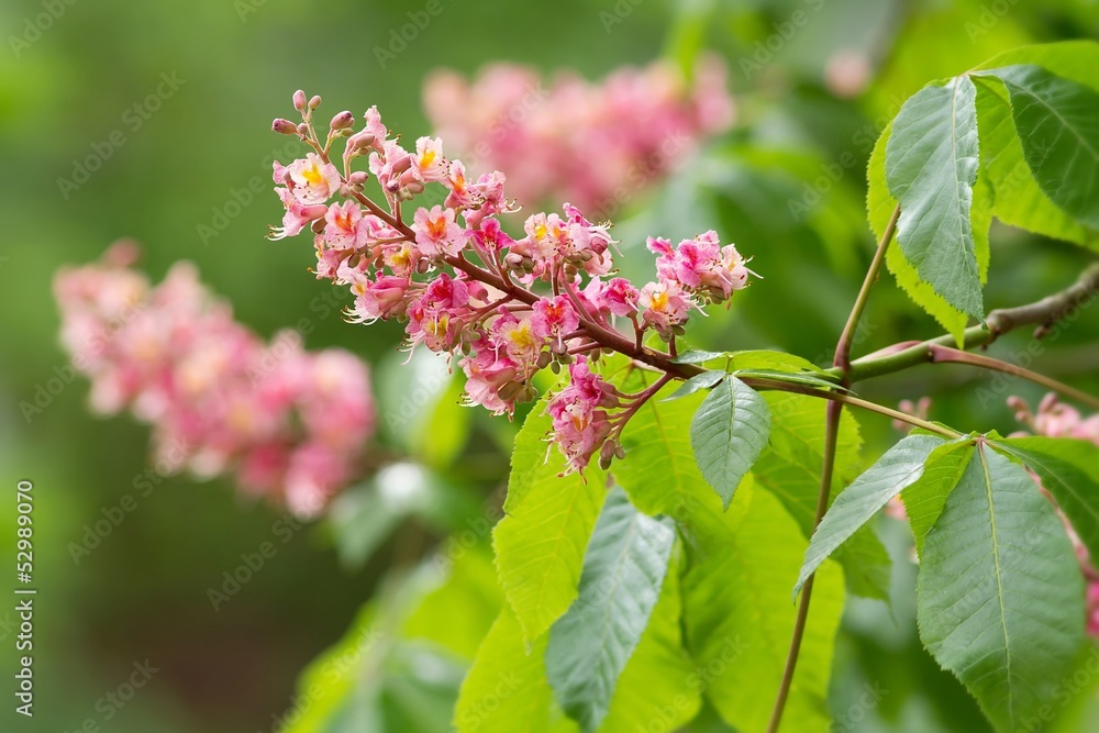 Fototapeta premium Rote Kastanienblüten / Red flowering Horsechestnut