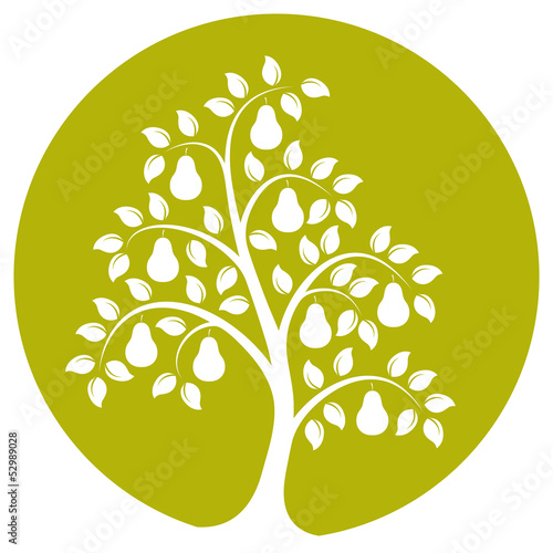 pear tree