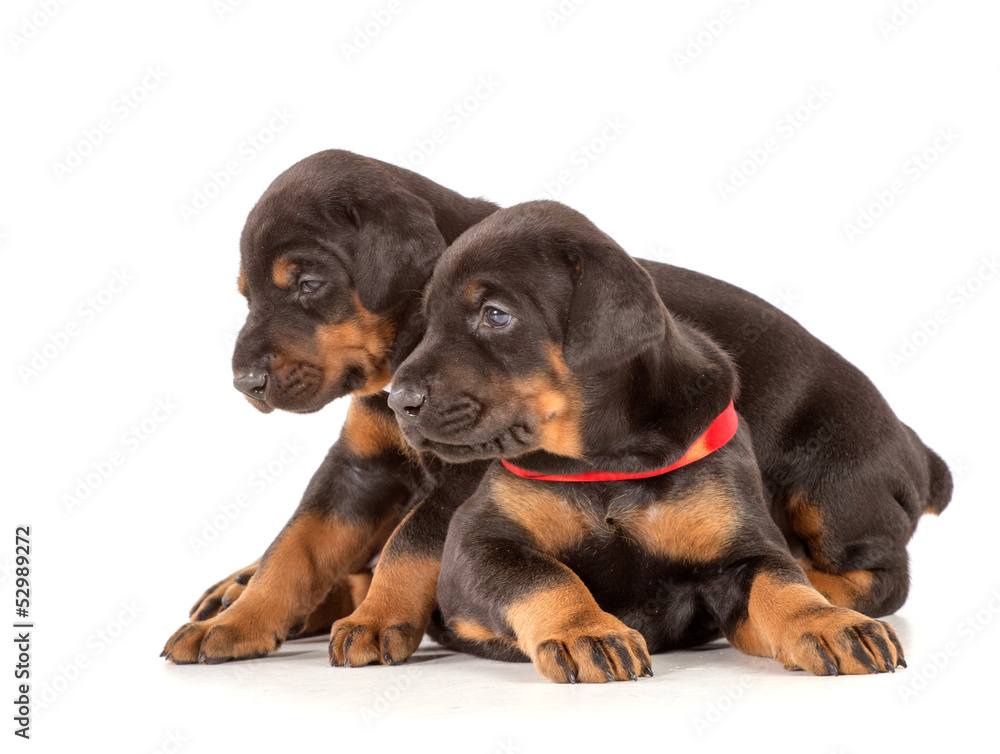 Obraz premium Group of dobermann puppies