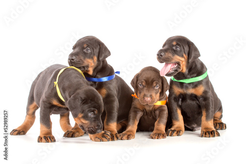 Group of dobermann puppies