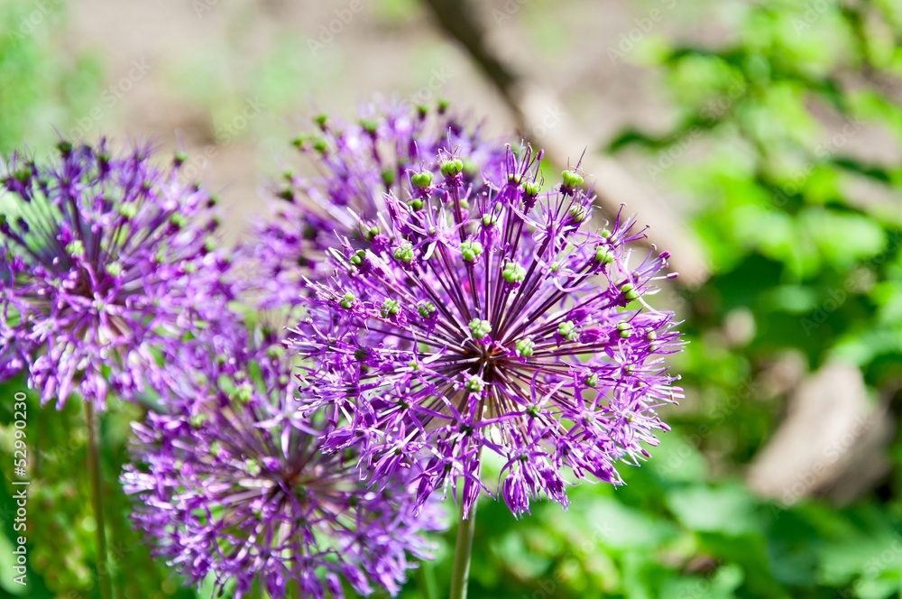 Allium Allium