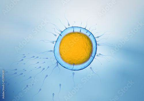 Fototapeta Spermien mit Eizelle - Sperms and egg cell