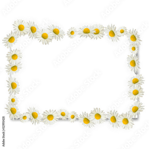 Frame of daisies