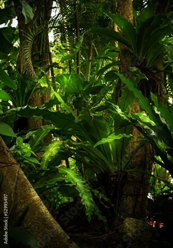 color  view of nice color misty  tropical jungle