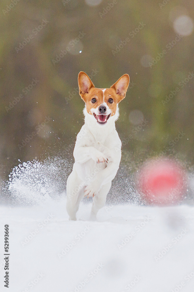 Jack Russel Hündin im Schnee Stock Photo Adobe Stock