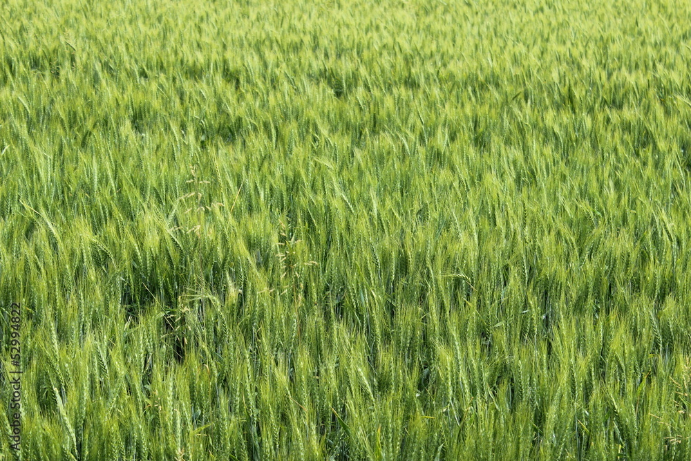 Wheat field Wheat field