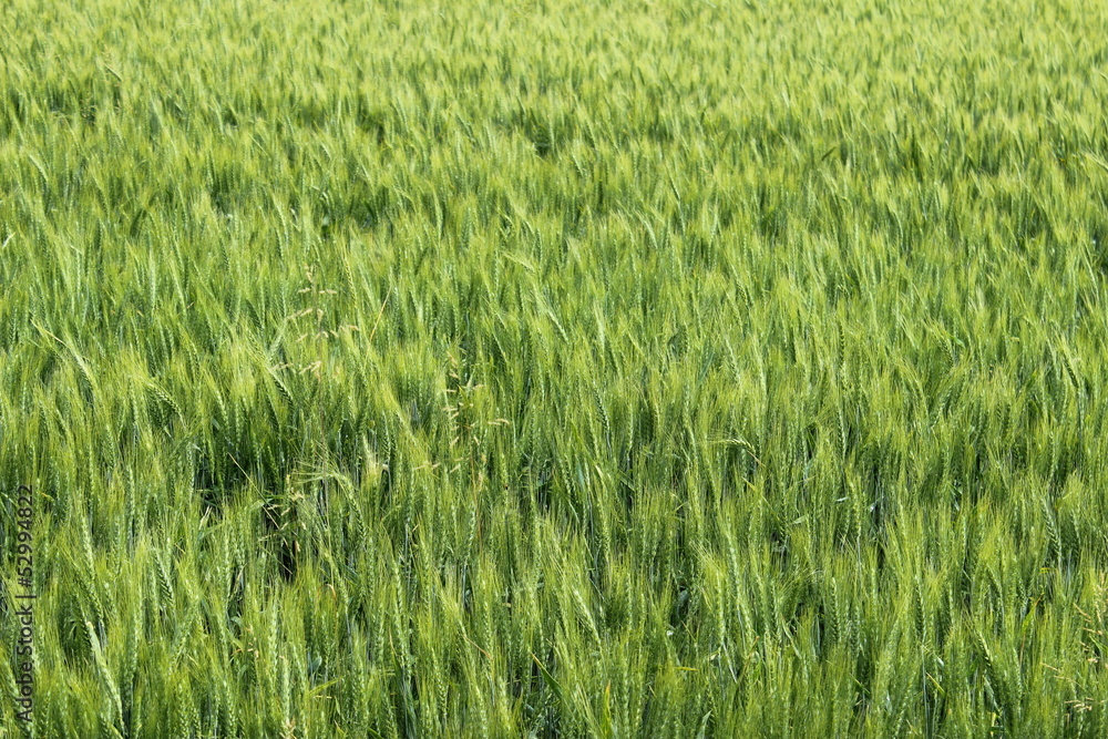 Wheat field