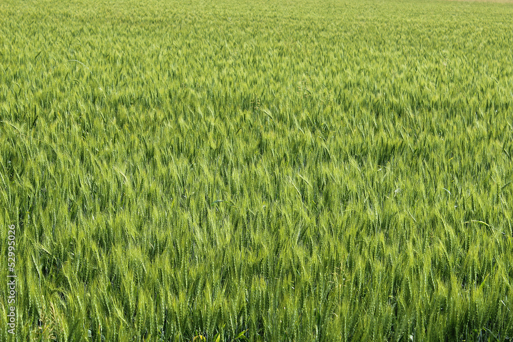 Wheat field Wheat field