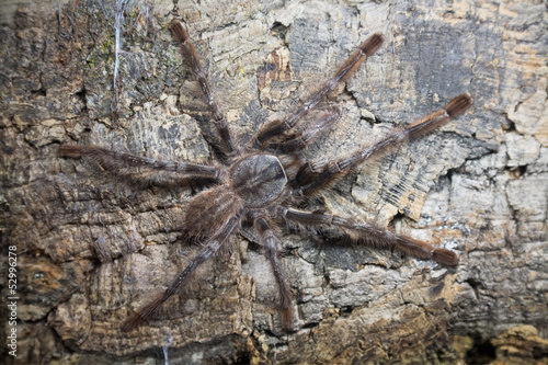 spider tarantula