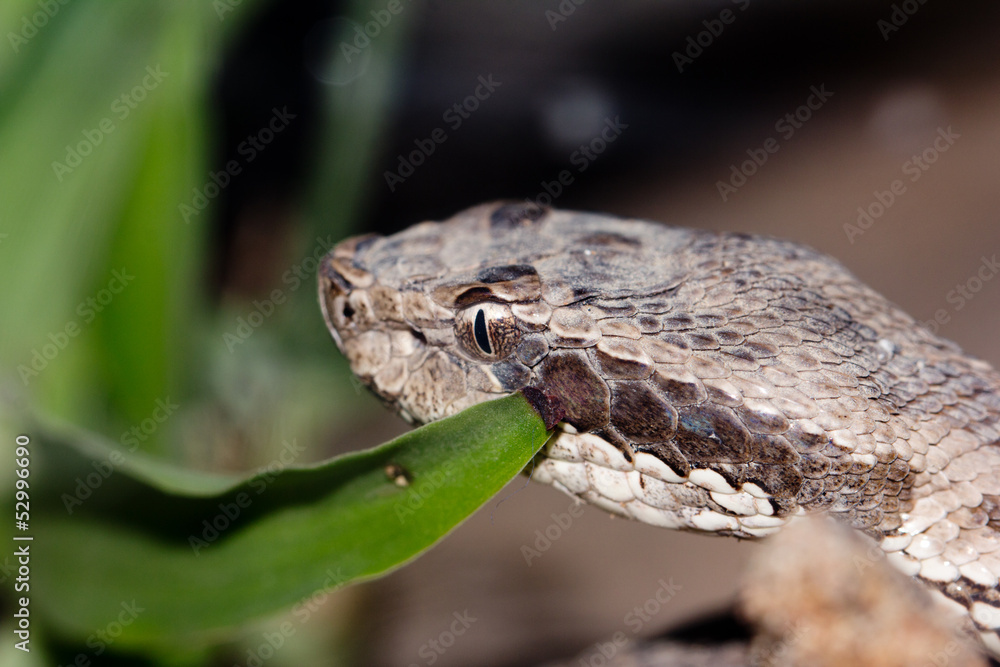 the snake's head, close-up the snake's head, close-up