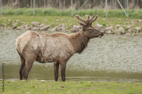 North American Elk © helgidinson