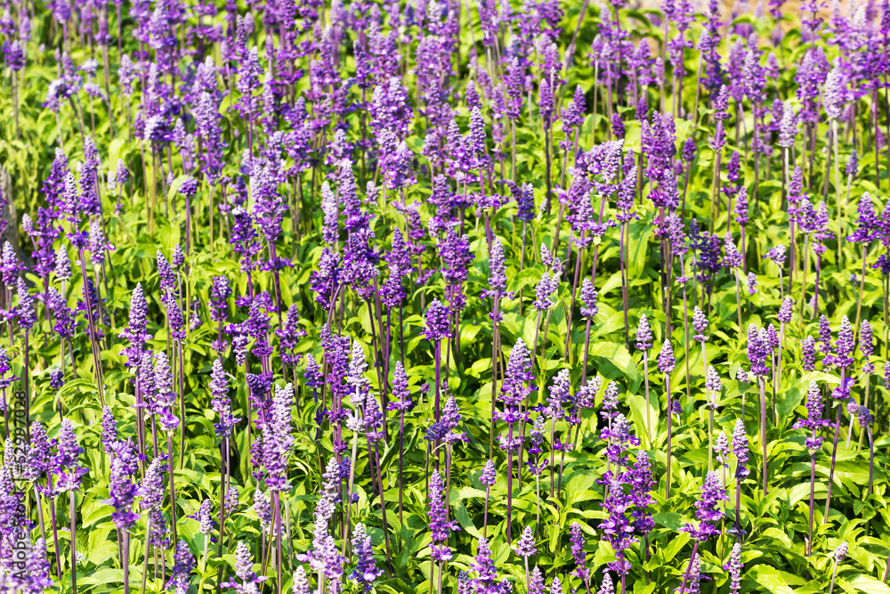 Obraz premium Blue Salvia flowers