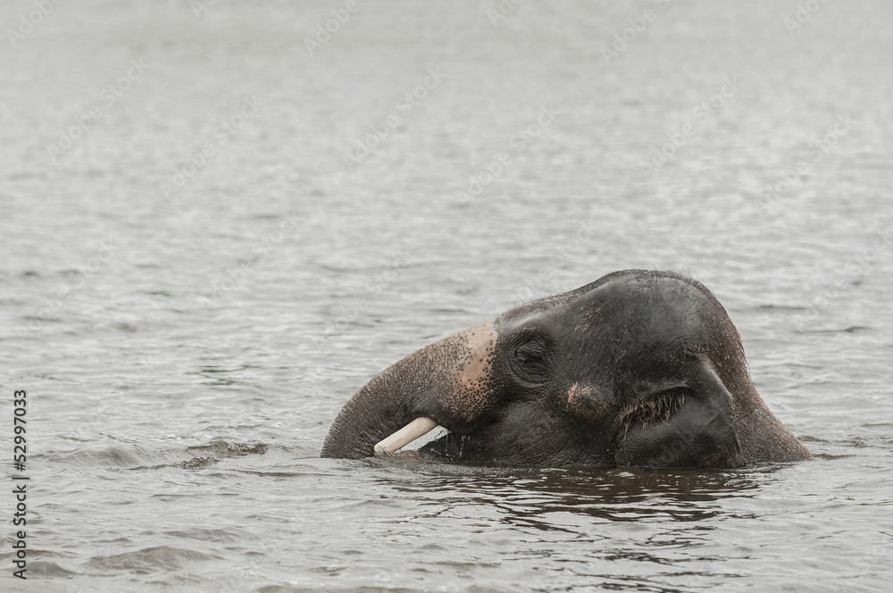 Fototapeta premium Asian elephants (Elephas maximus))