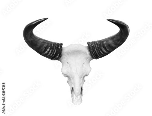 Cow skull isolated
