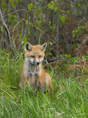 Young Fox