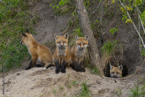 Litter of Red Foxes photo