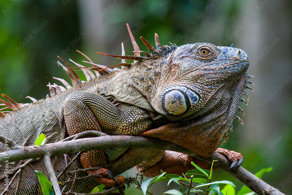 Obraz premium Green Iguana