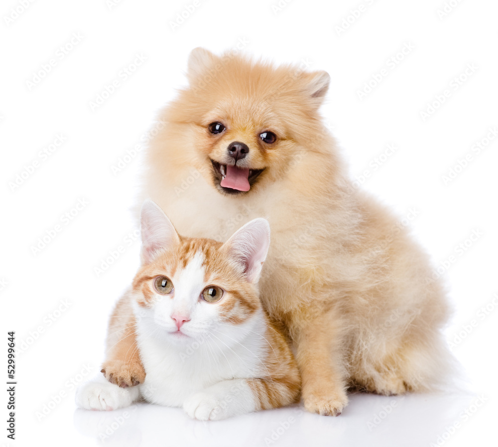 spitz dog embraces a cat. looking at camera. isolated on white 