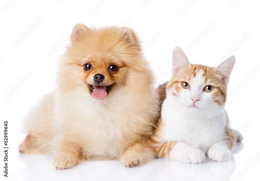 orange cat and spitz dog together. looking at camera. isolated 