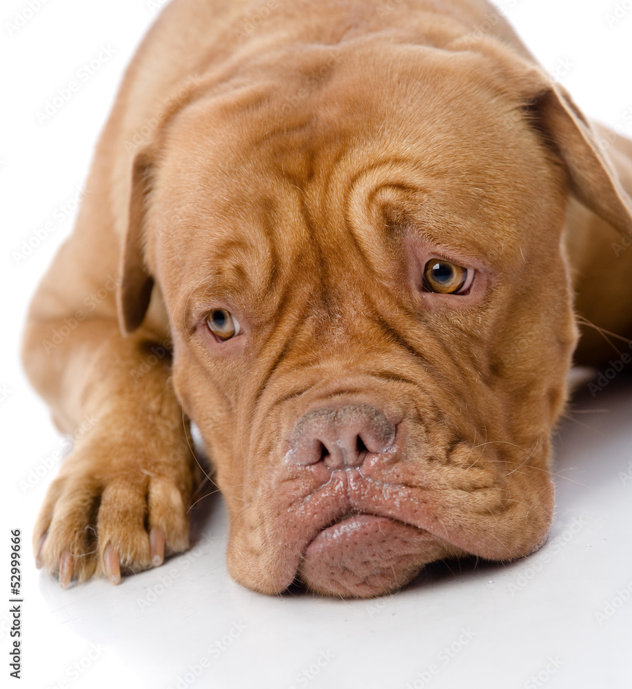 sad Dogue de Bordeaux in front. isolated on white background