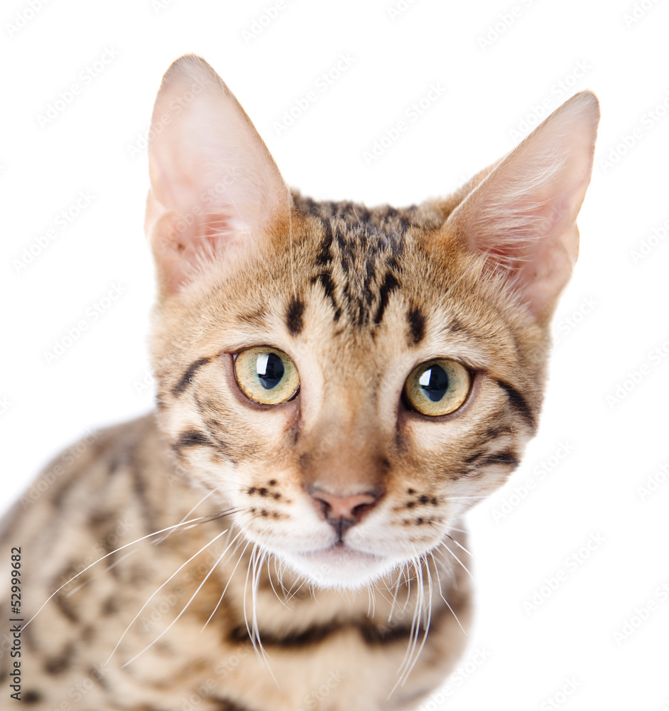The leopard cat (Prionailurus bengalensis). isolated on white The leopard cat (Prionailurus bengalensis). isolated on white