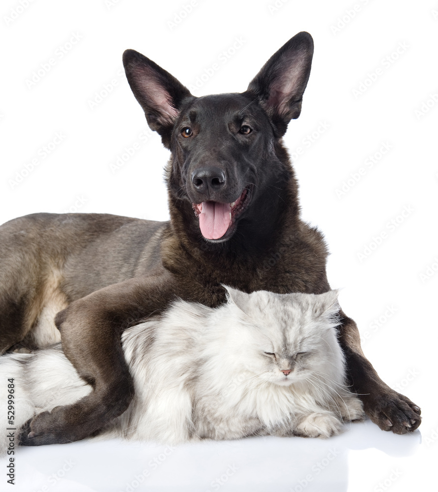 dog embraces a cat. looking at camera. isolated on white dog embraces a cat. looking at camera. isolated on white