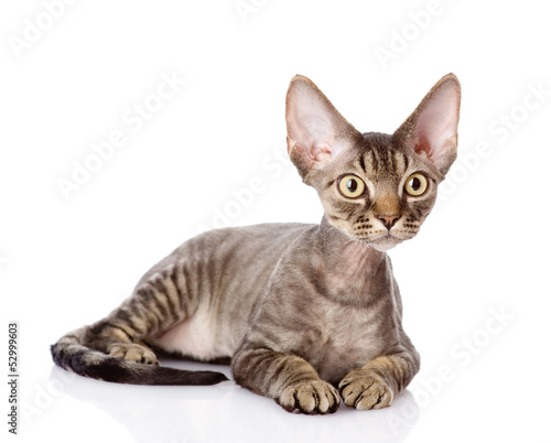 Obraz na plátně lying devon rex cat. looking away. isolated on white background