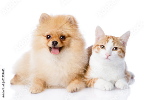 orange cat and spitz dog together. looking at camera. isolated  © Ermolaev Alexandr