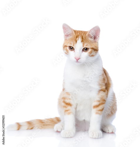 closeup orange cat looking away. isolated on white background