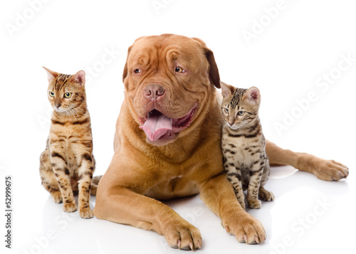 Dogue de Bordeaux (French mastiff) and two leopard cats 