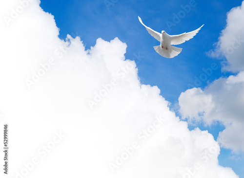 White dove flying in the sky. Template with a text field.