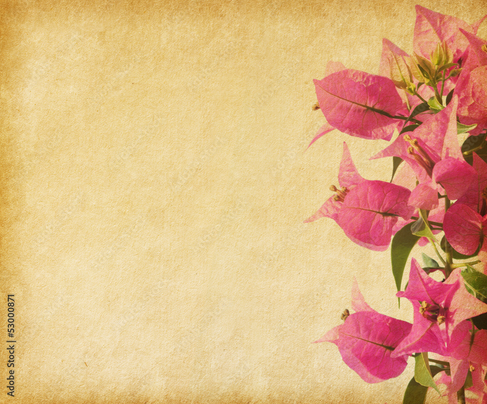 pink bougainvillea against a background of old paper Stock Photo