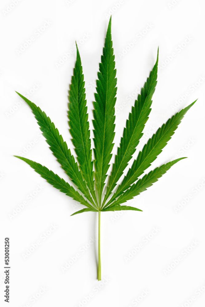 Cannabis leaf