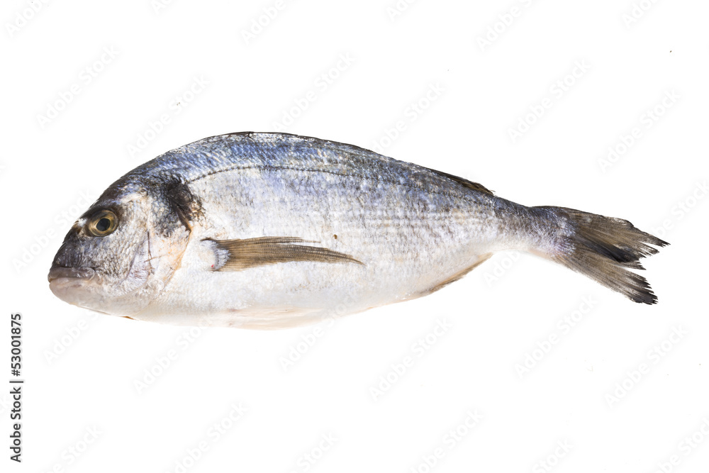 Fresh raw dorada Fresh raw dorada