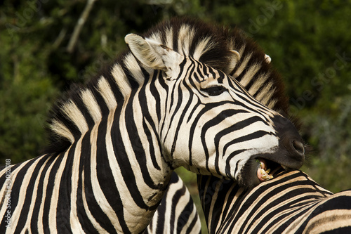 Zebra chewing
