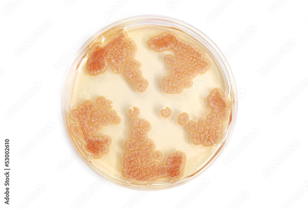 fungi on agar plate in laboratory fungi on agar plate in laboratory