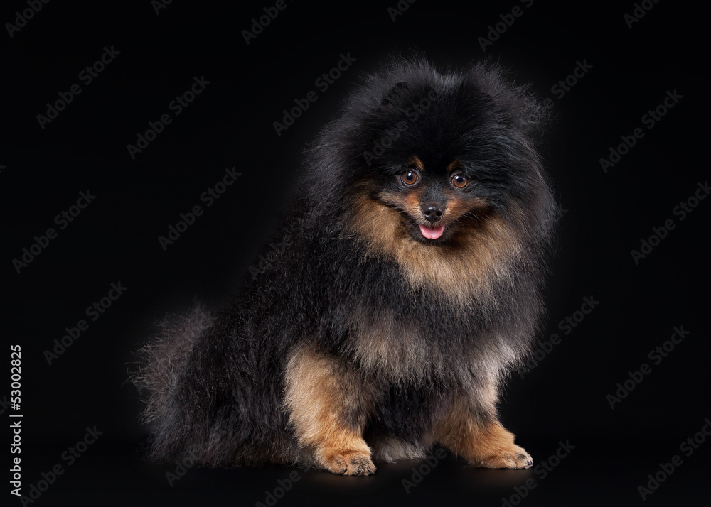 Pomeranian puppy on black gradient background Pomeranian puppy on black gradient background