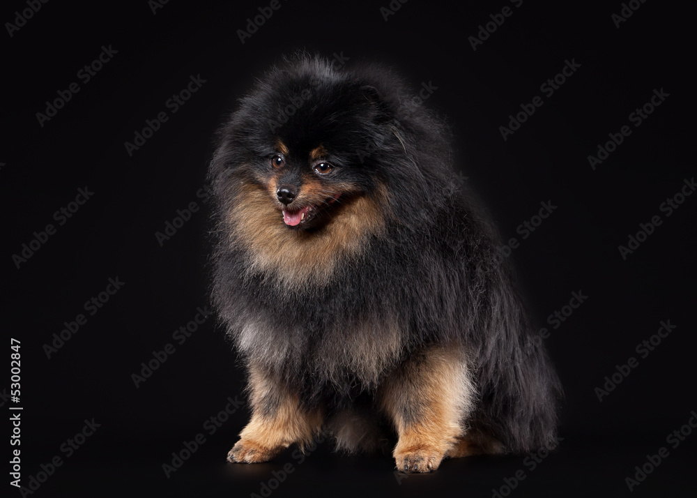 Pomeranian puppy on black gradient background Pomeranian puppy on black gradient background