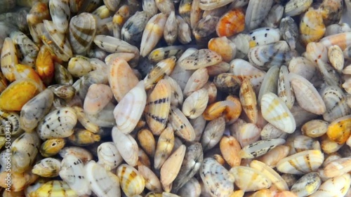 Telline closeup view, typical Italian spaghetti ingredient photo