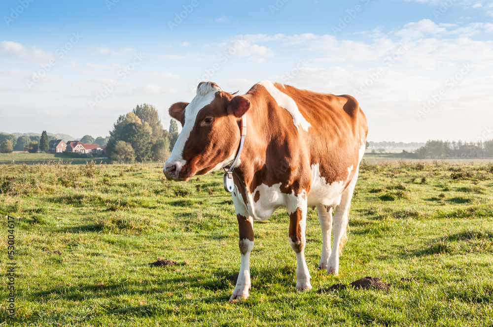 Red brown cow standing alone in the early morning sunlight Red brown cow standing alone in the early morning sunlight