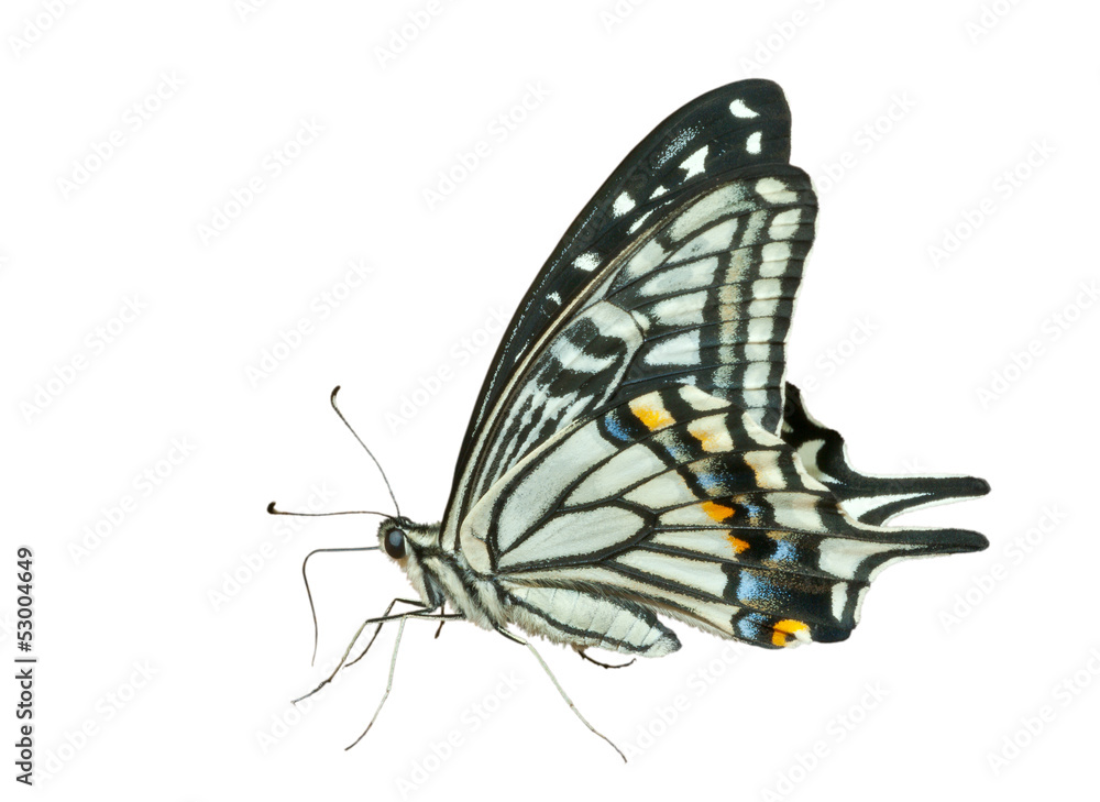 Obraz premium Butterfly (Papilio xuthus) 32