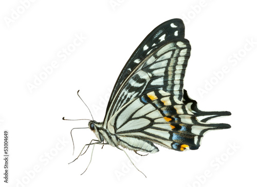 Butterfly (Papilio xuthus) 32