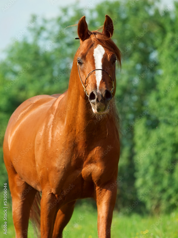 portrait of chestnut arabian horse in motion