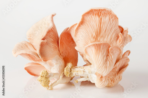 Oyster mushroom on white background